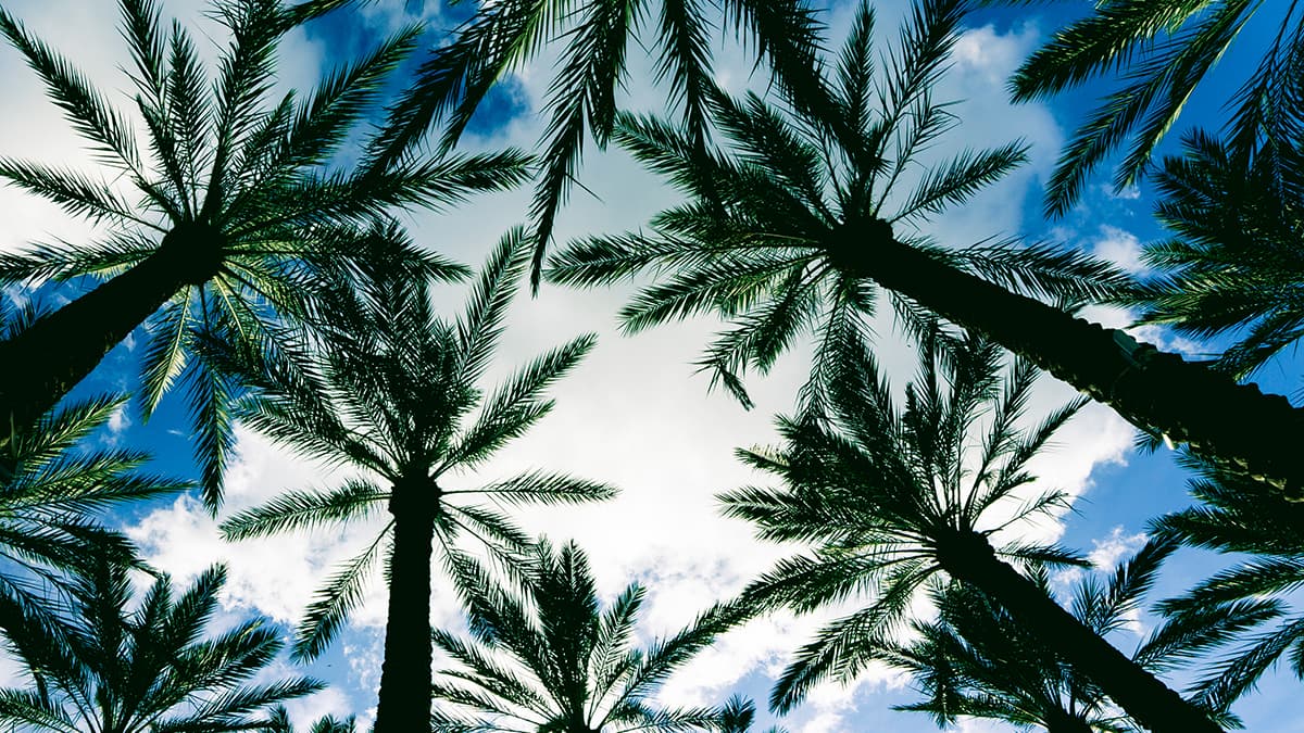 view of palm trees in an example of sports towns